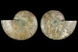 Agatized Ammonite Fossil - Madagascar #135262-1